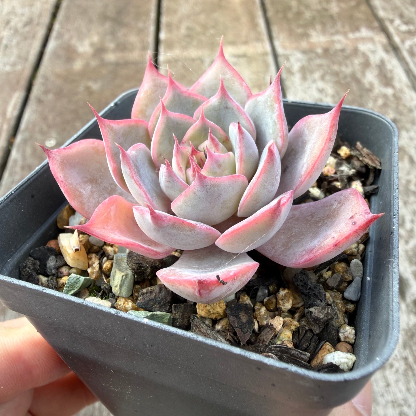 0505 劳纸