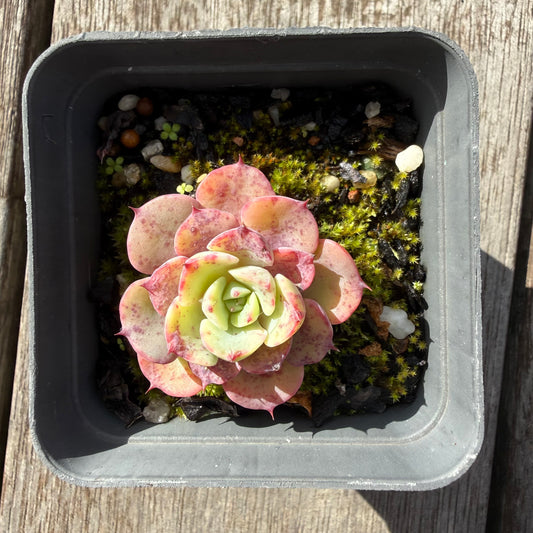0505 月亮玫瑰
