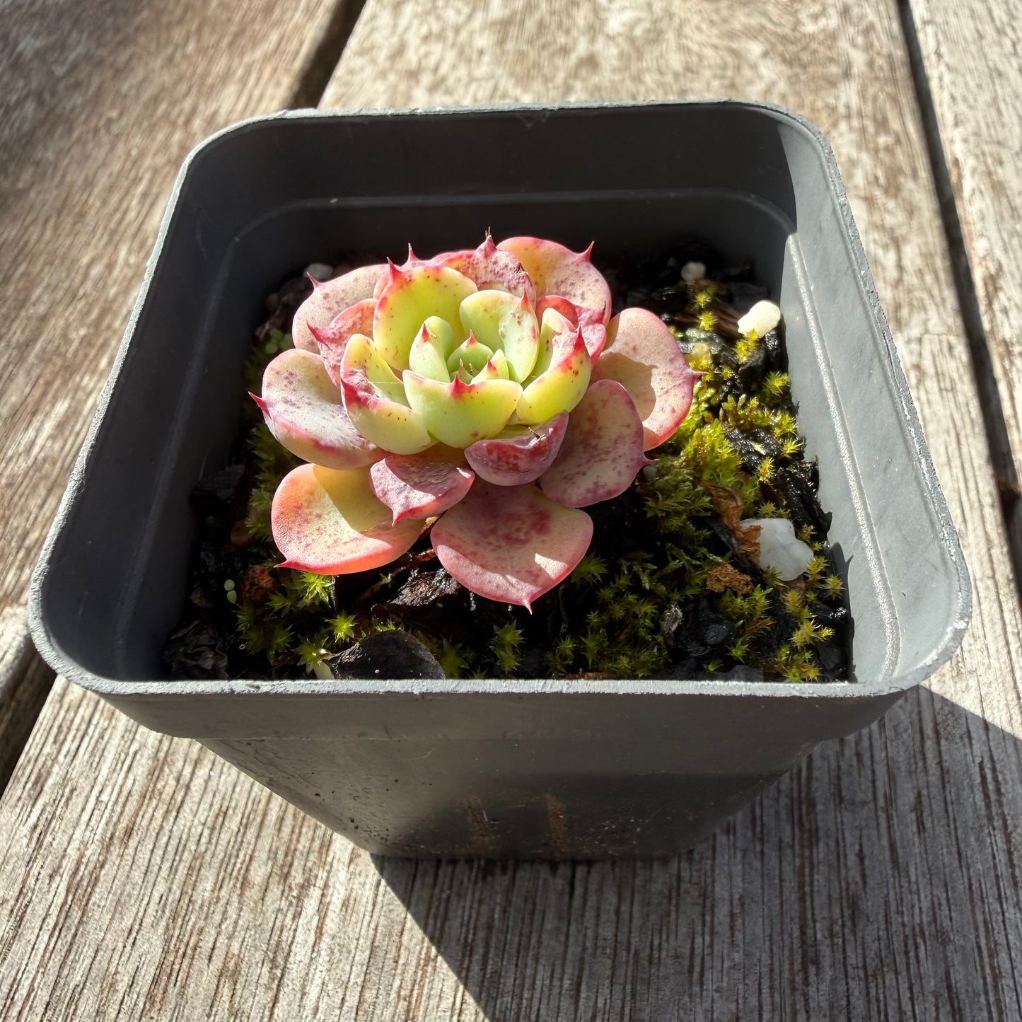0505 月亮玫瑰