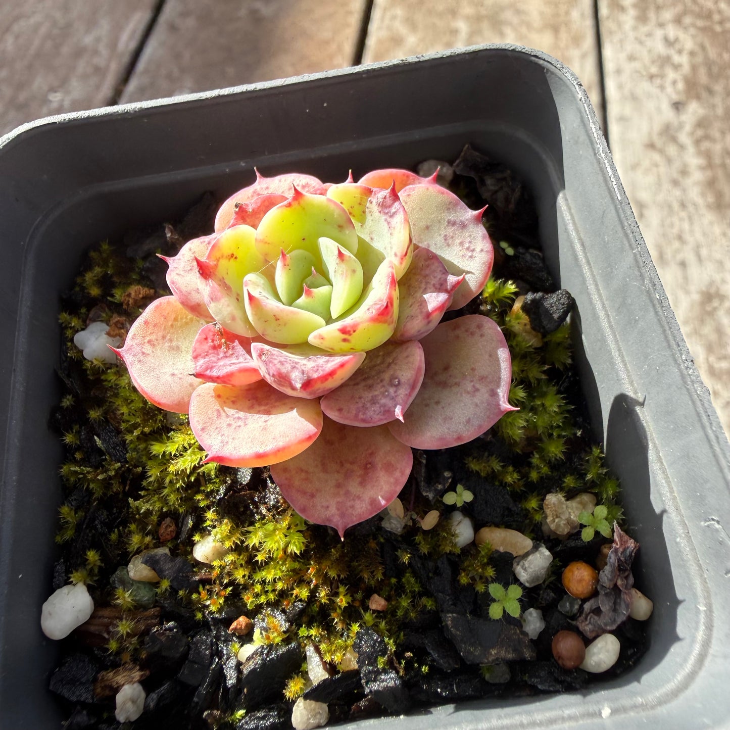 0505 月亮玫瑰