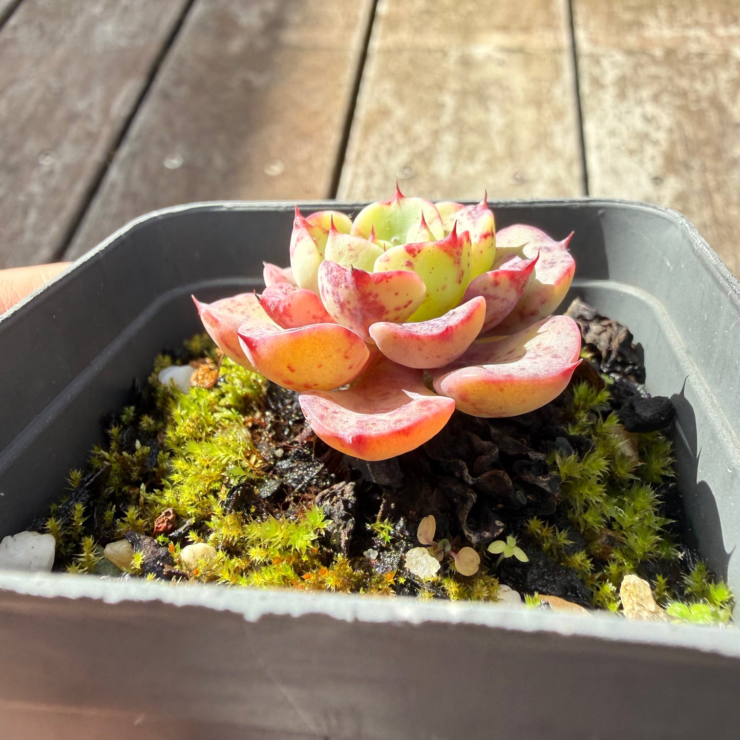 0505 月亮玫瑰