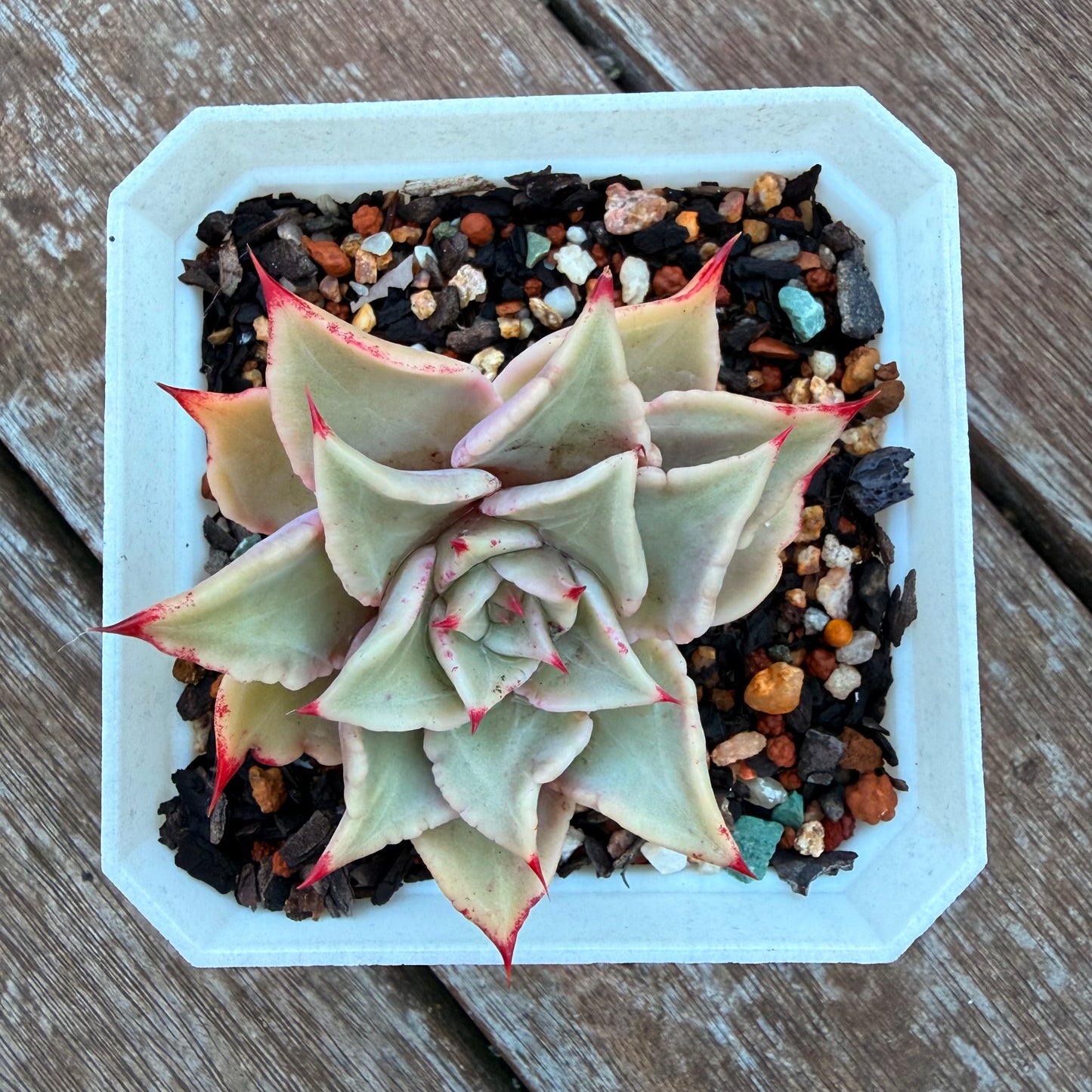 1205 饺子皮
