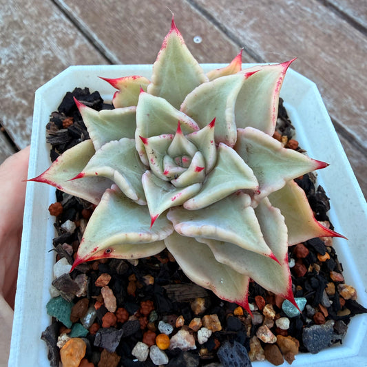 1205 Echeveria Madiba / Pink Lips (Large)