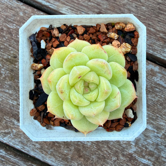 1205 Echeveria Malgan 'Jade'