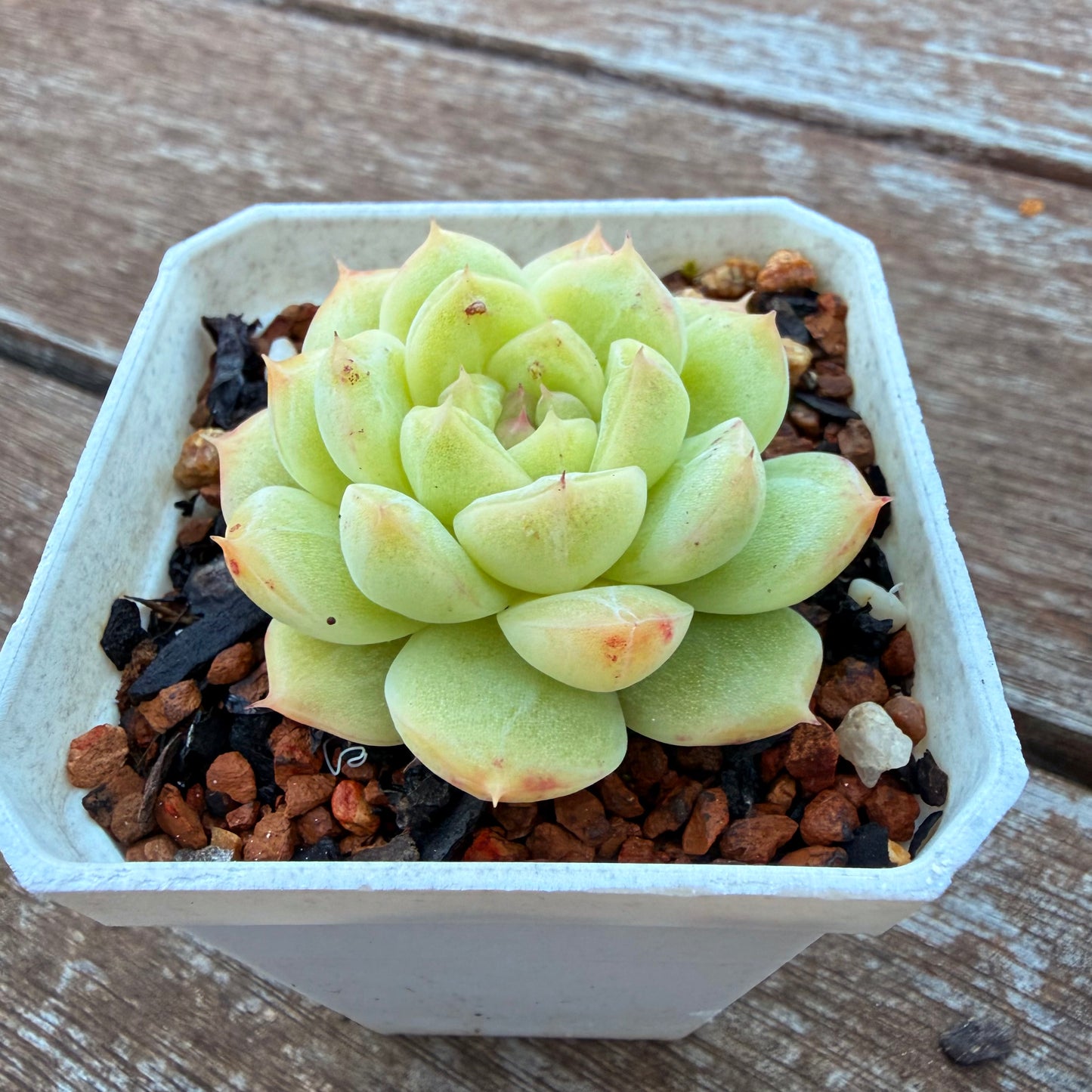 0508 麦秆 青玉