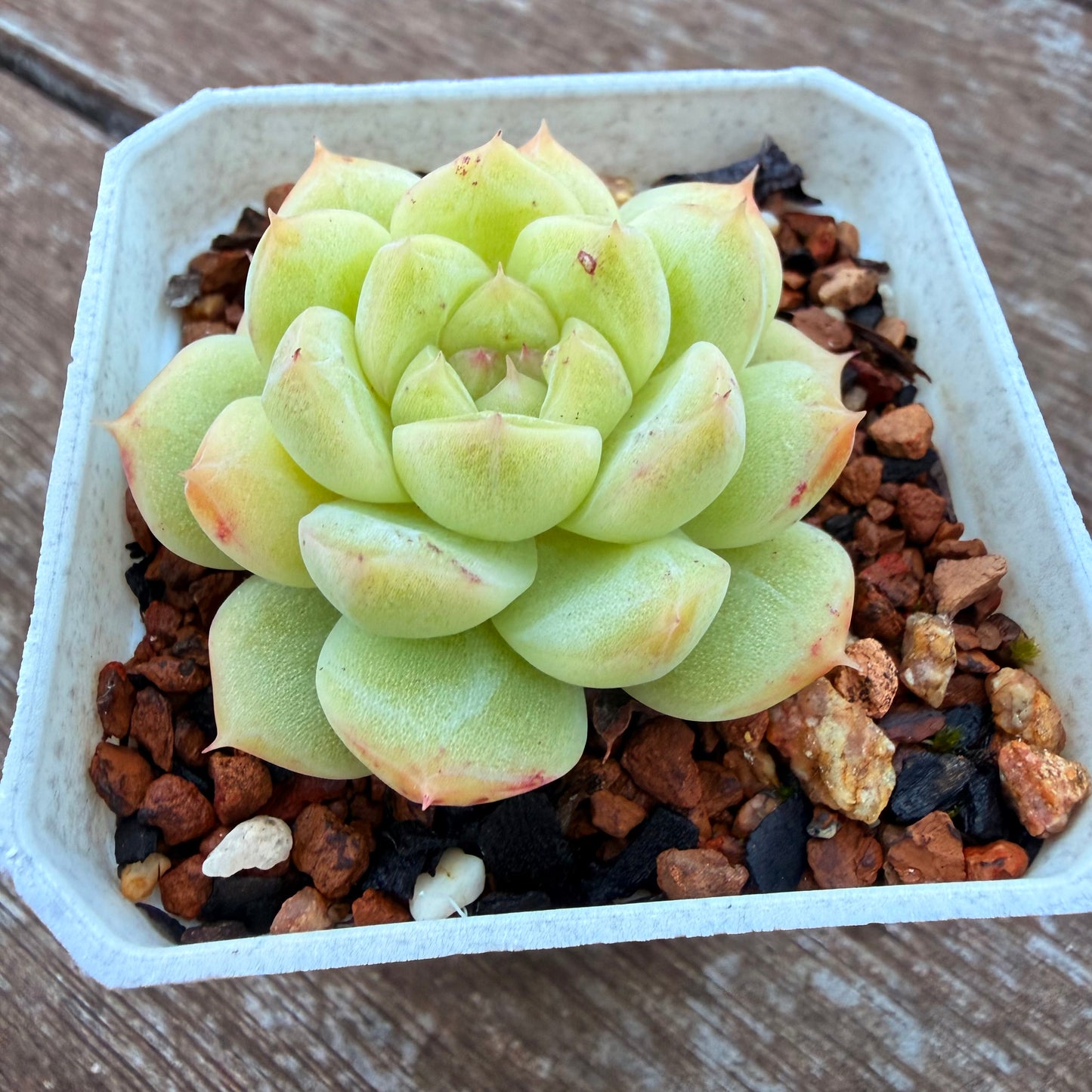 0508 麦秆 青玉