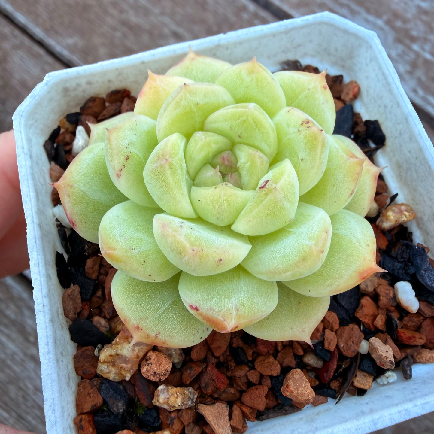 0508 麦秆 青玉
