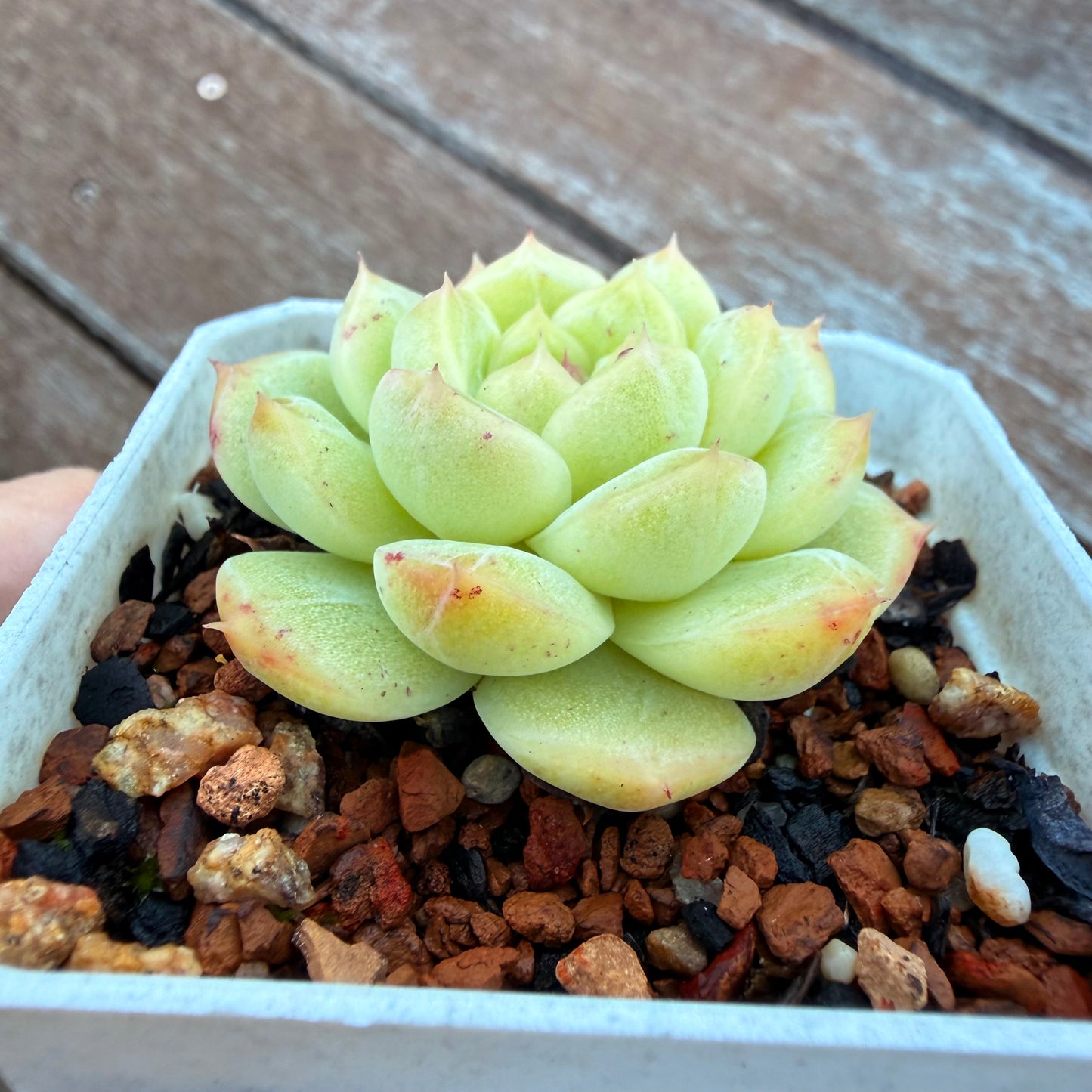 0508 麦秆 青玉
