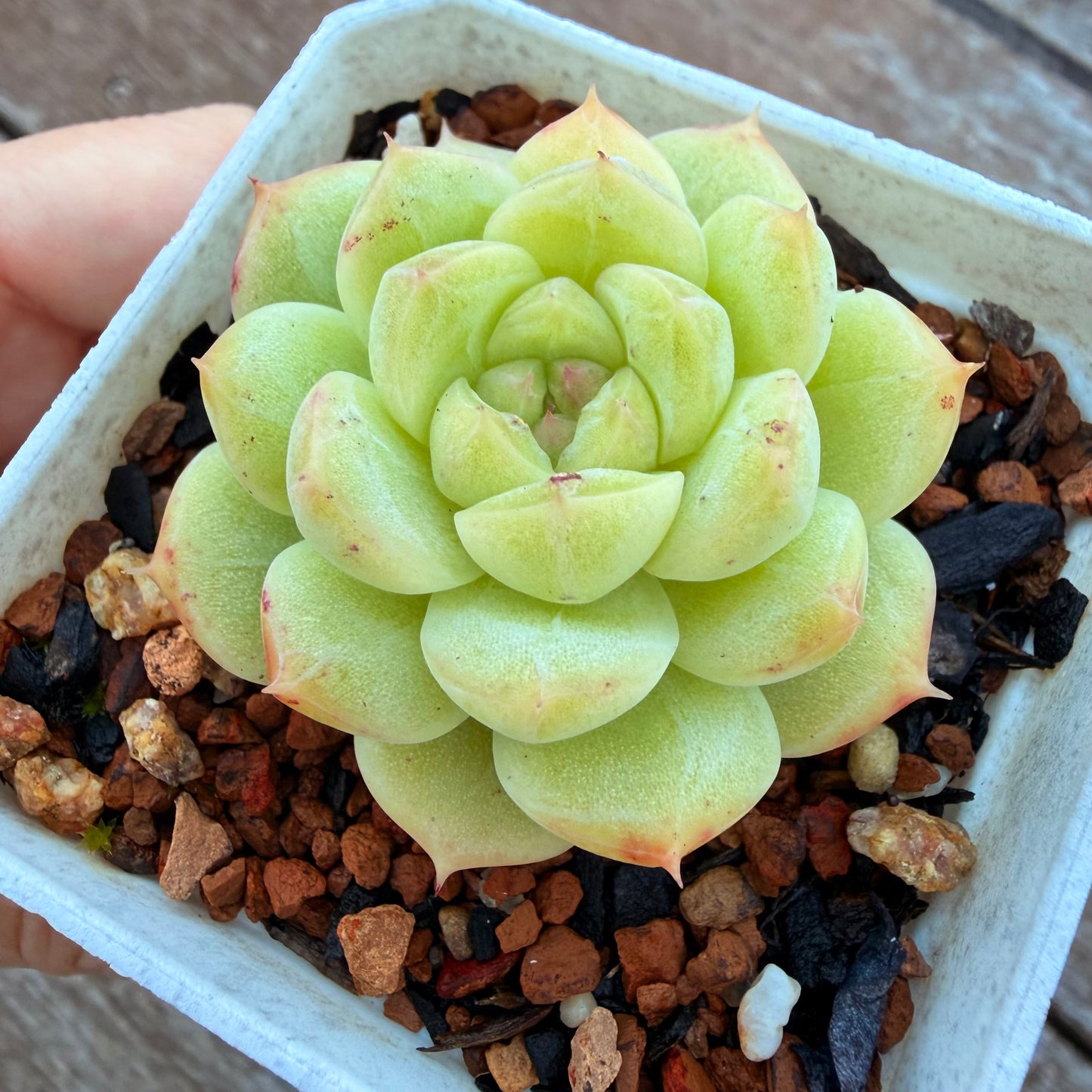0508 麦秆 青玉