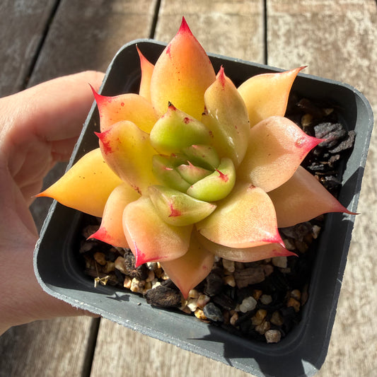 0505 Echeveria Agavoides x Malgan 'Sasa'