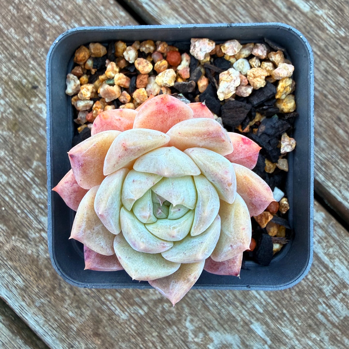 1205 梦露 草莓之吻