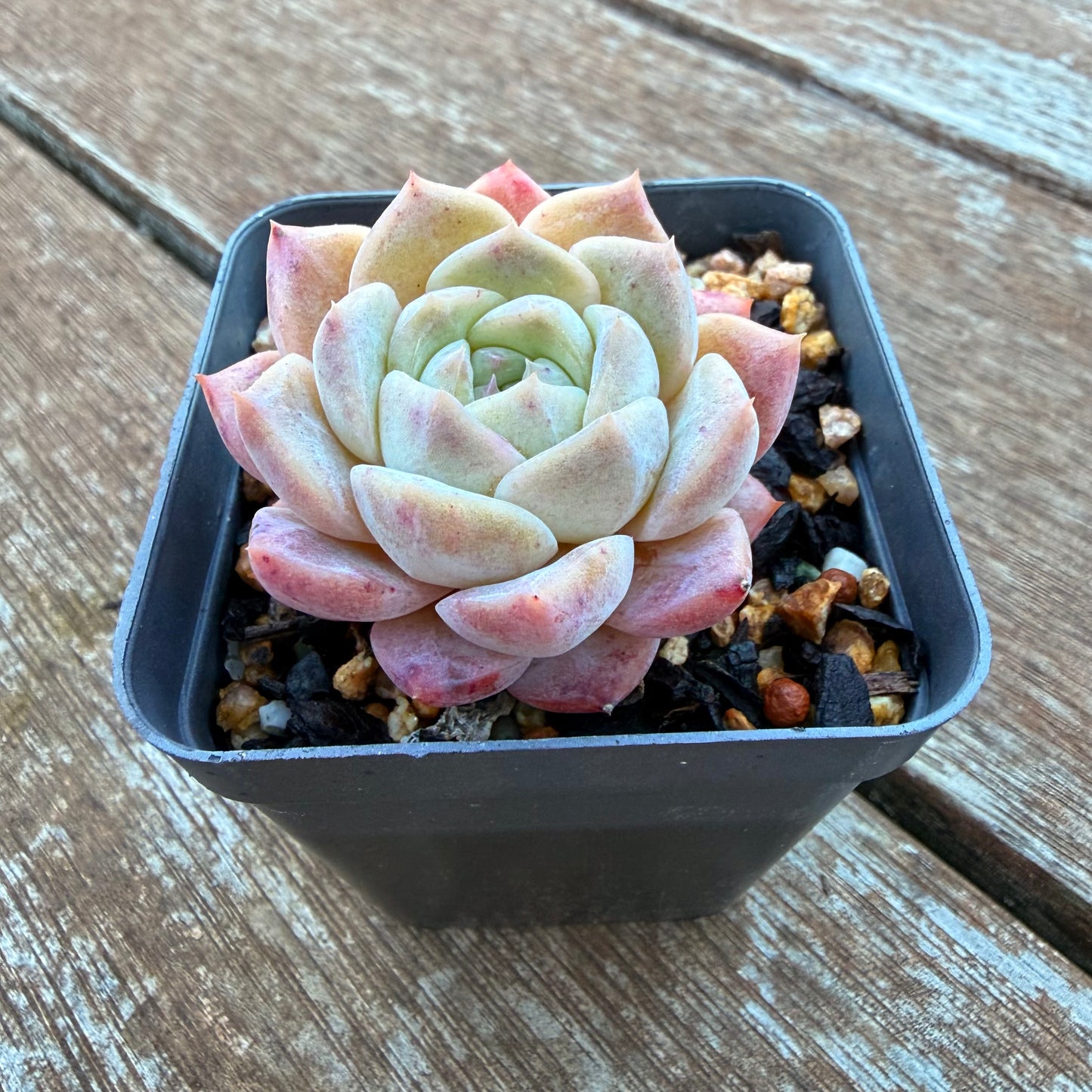 1205 梦露 草莓之吻