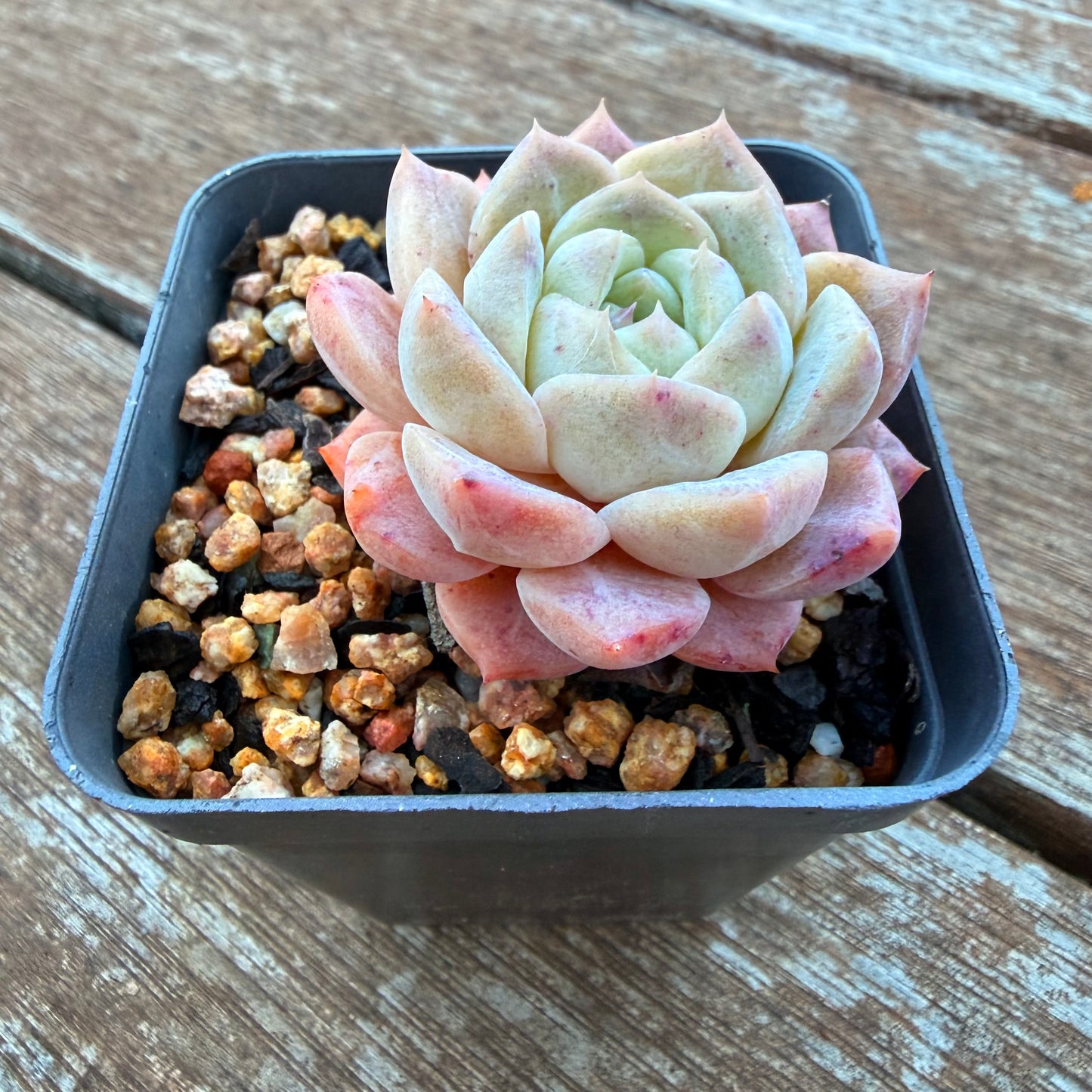 1205 梦露 草莓之吻