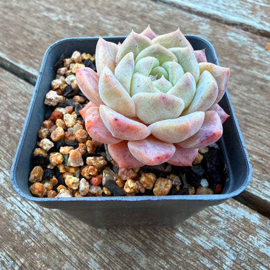 1205 Echeveria Monroe 'Strawberry Kiss'