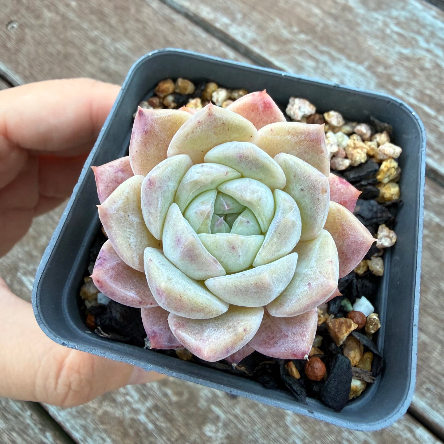 1205 梦露 草莓之吻