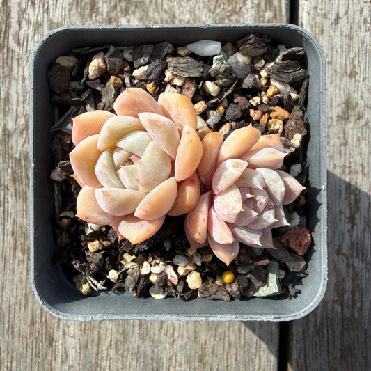 0505 Echeveria Pure Love