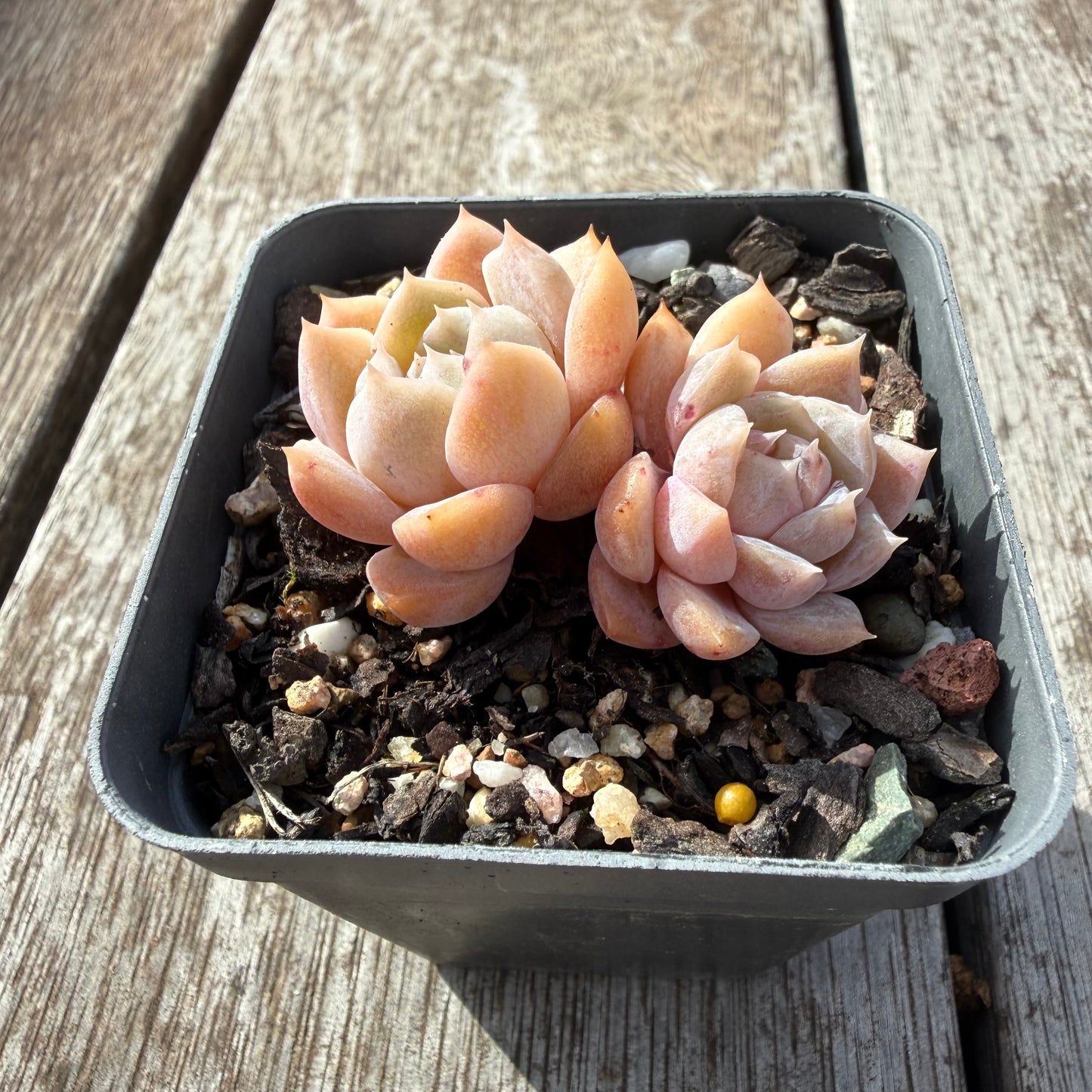 0505 纯爱
