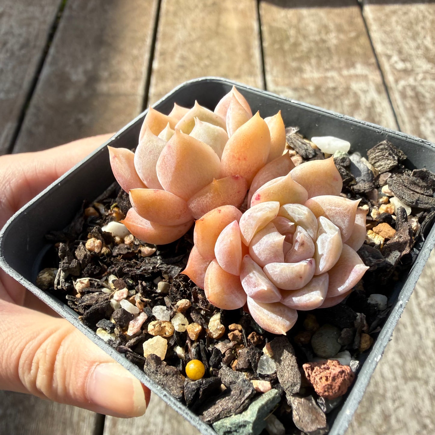 0505 纯爱
