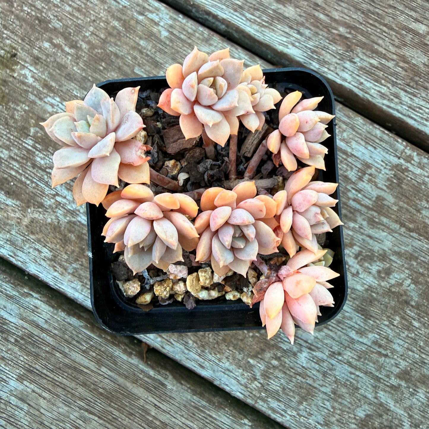 1205 Sedeveria Purple Drop aka Victor