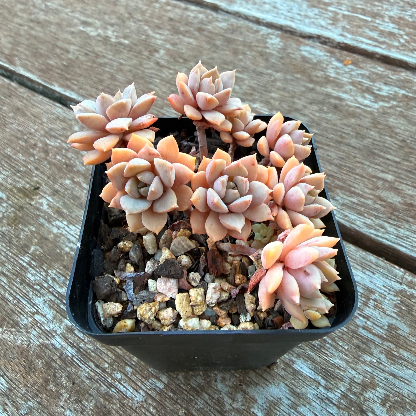 1205 Sedeveria Purple Drop aka Victor