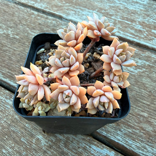 1205 Sedeveria Purple Drop aka Victor