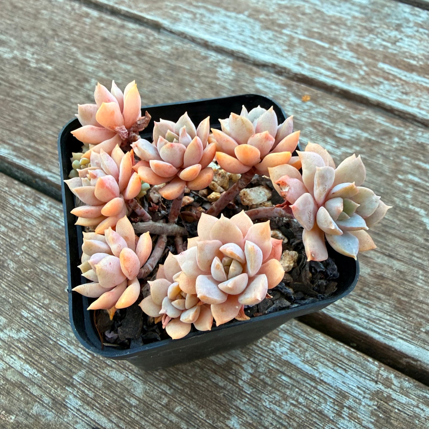 1205 Sedeveria Purple Drop aka Victor