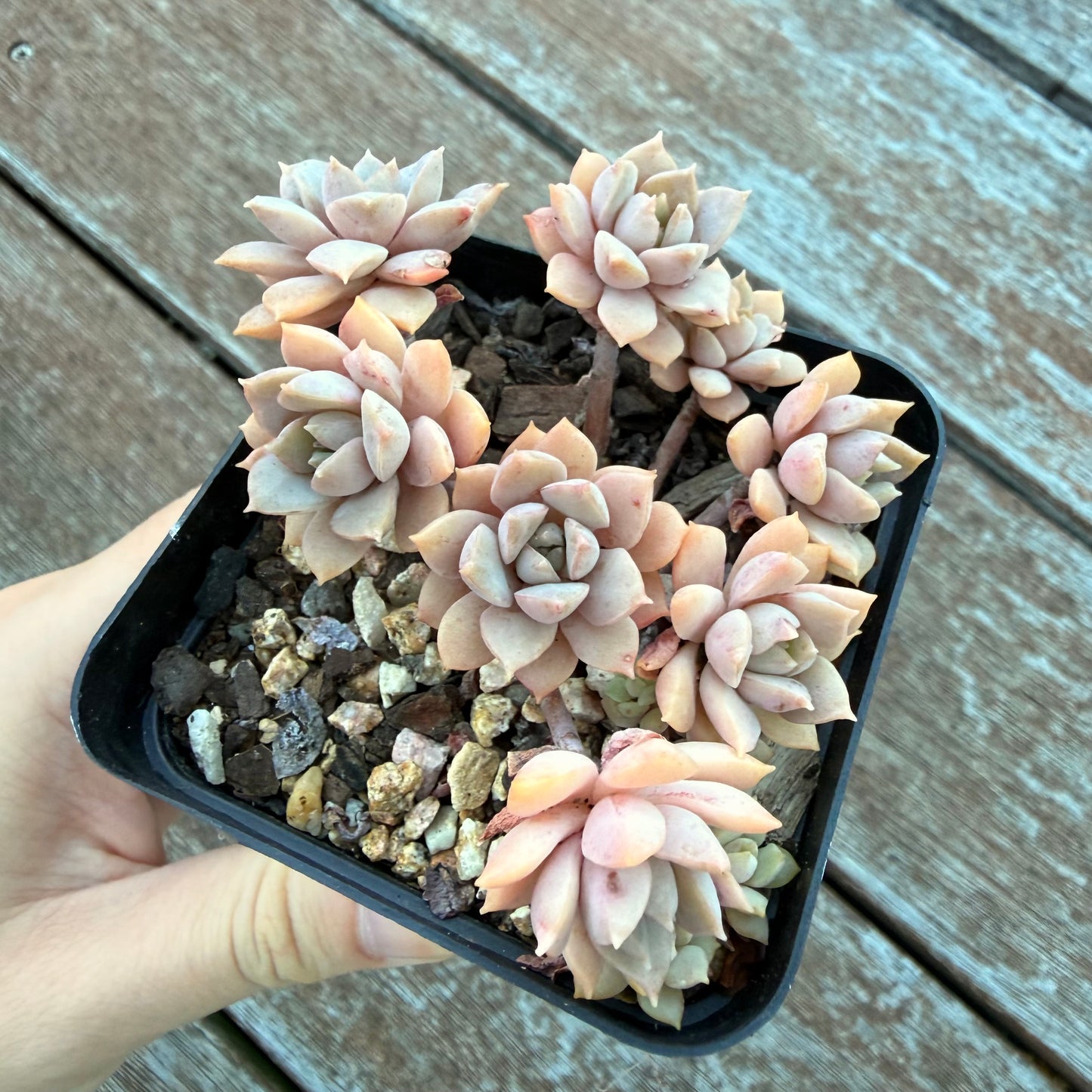 1205 Sedeveria Purple Drop aka Victor