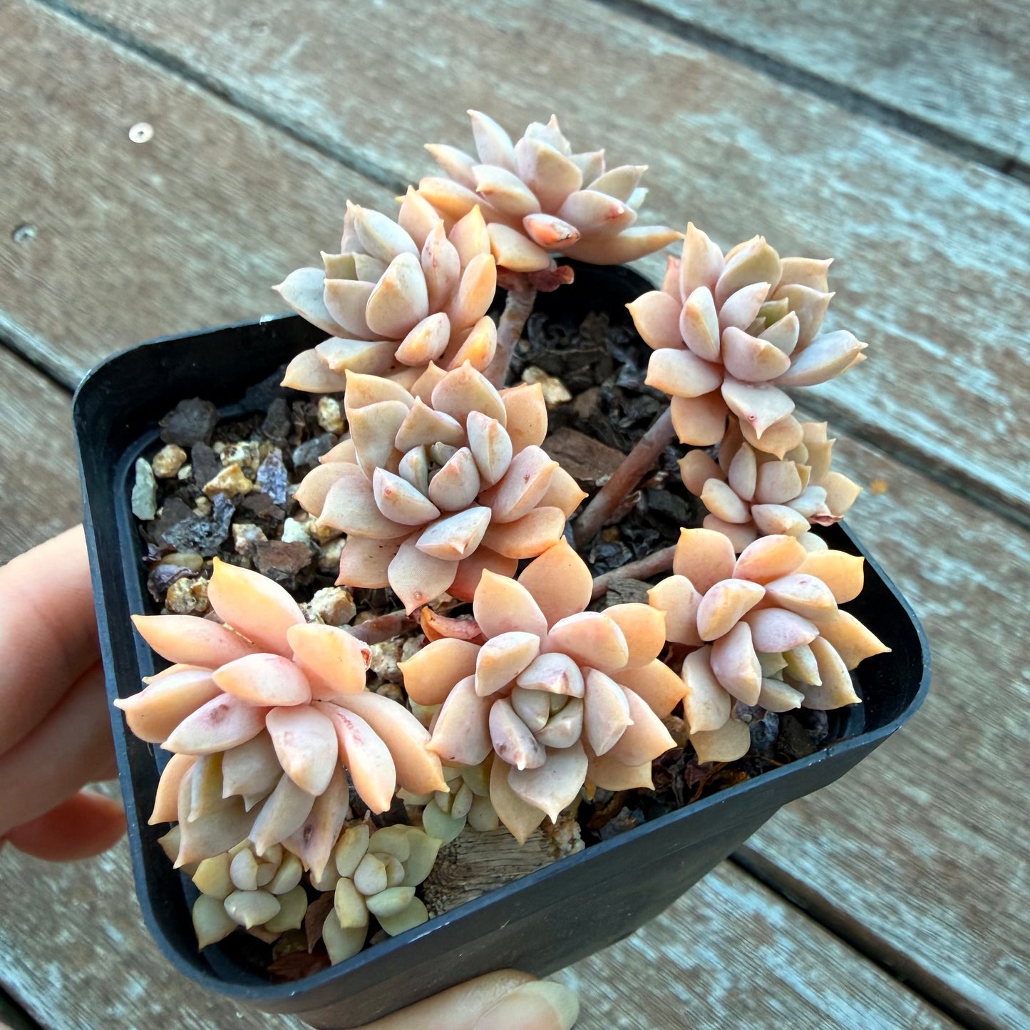 1205 Sedeveria Purple Drop aka Victor