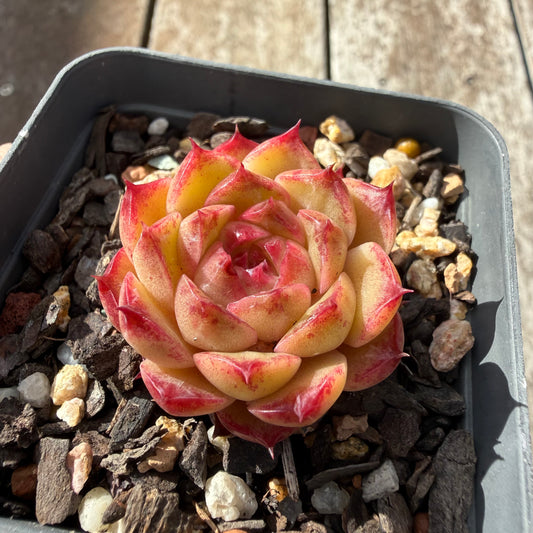 0505 Echeveria Queen 'Hi-ins'