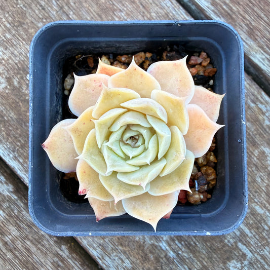 1205 Echeveria Simulans 'Rose'