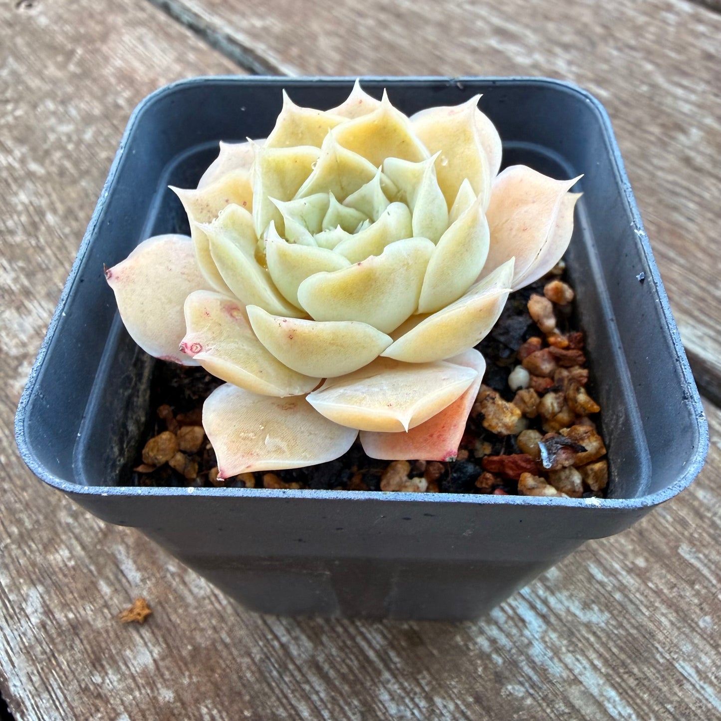 1205 Echeveria Simulans 'Rose'