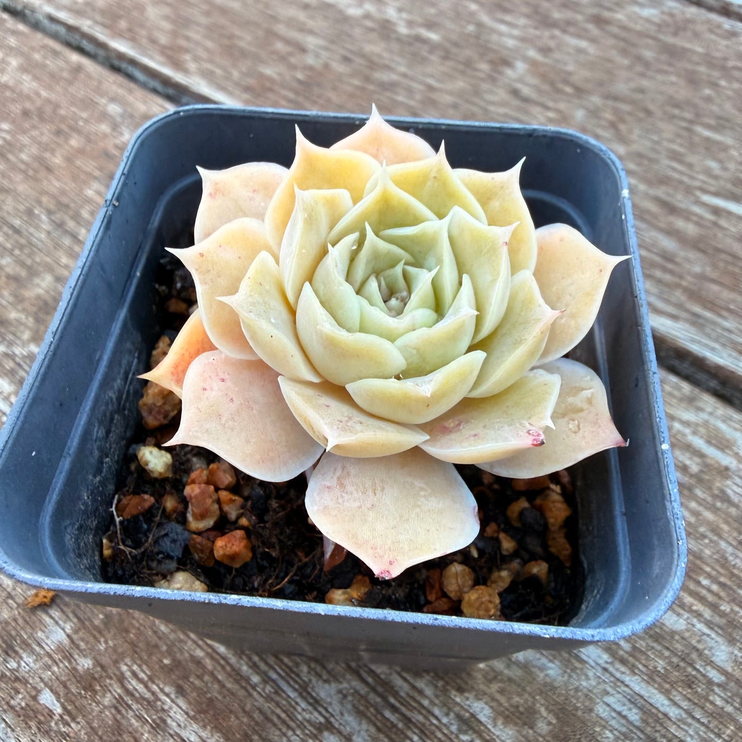 1205 Echeveria Simulans 'Rose'