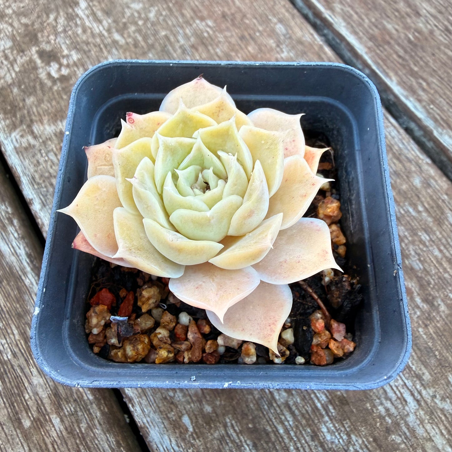 1205 Echeveria Simulans 'Rose'