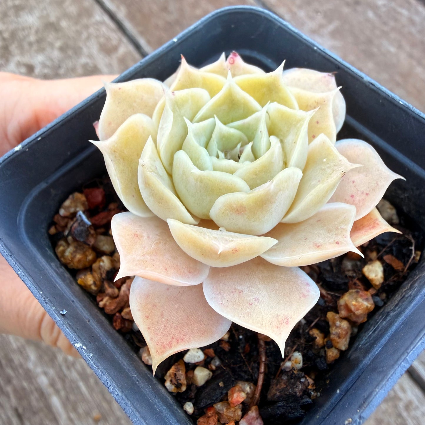 1205 Echeveria Simulans 'Rose'