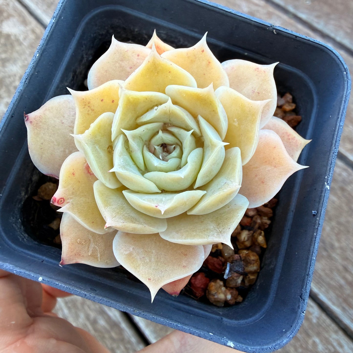 1205 Echeveria Simulans 'Rose'