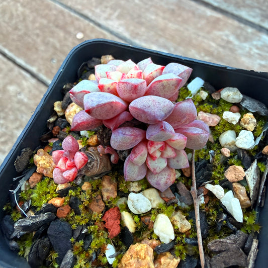 1205 Echeveria Subcorymbosa Lau 030