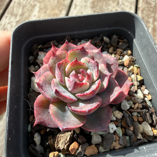 0505 Echeveria 'City of Angel'