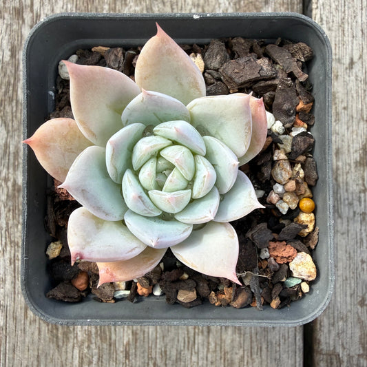0505 Echeveria 'Frosty Star'