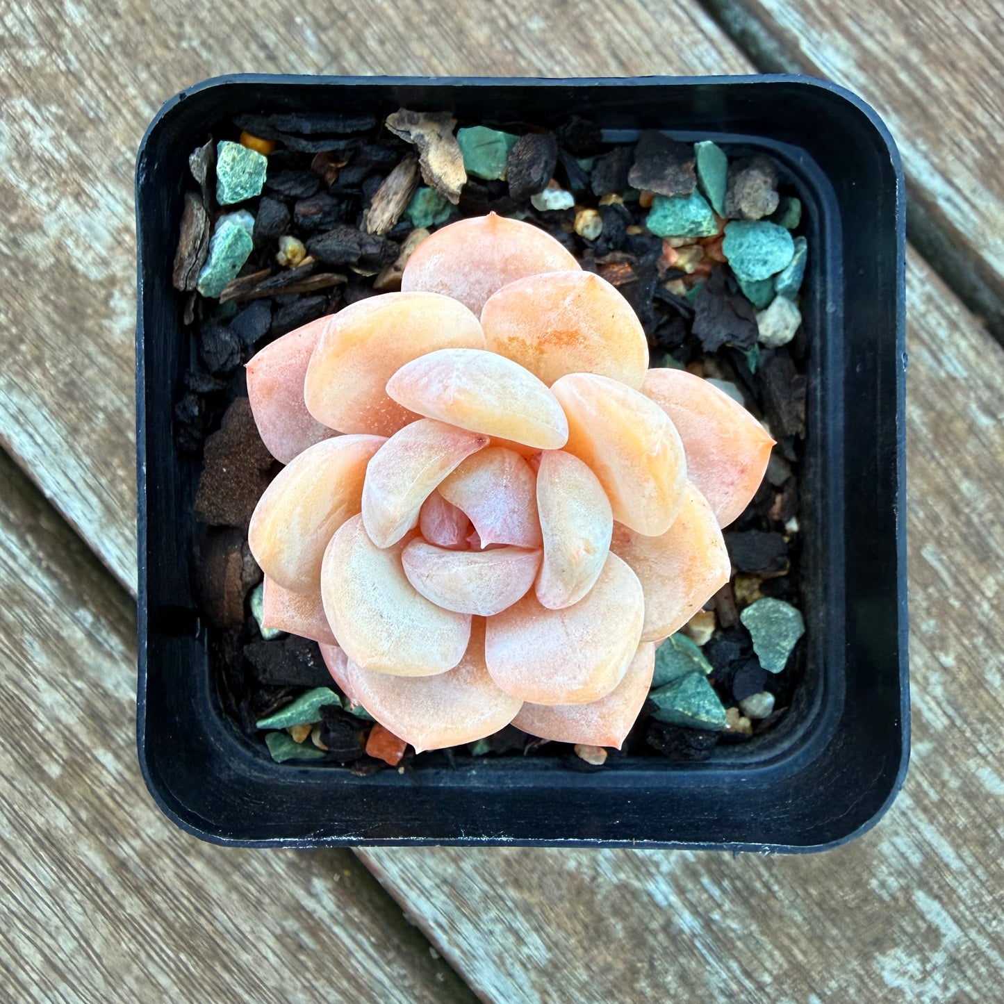 1205 Echeveria 'Milk Tea'