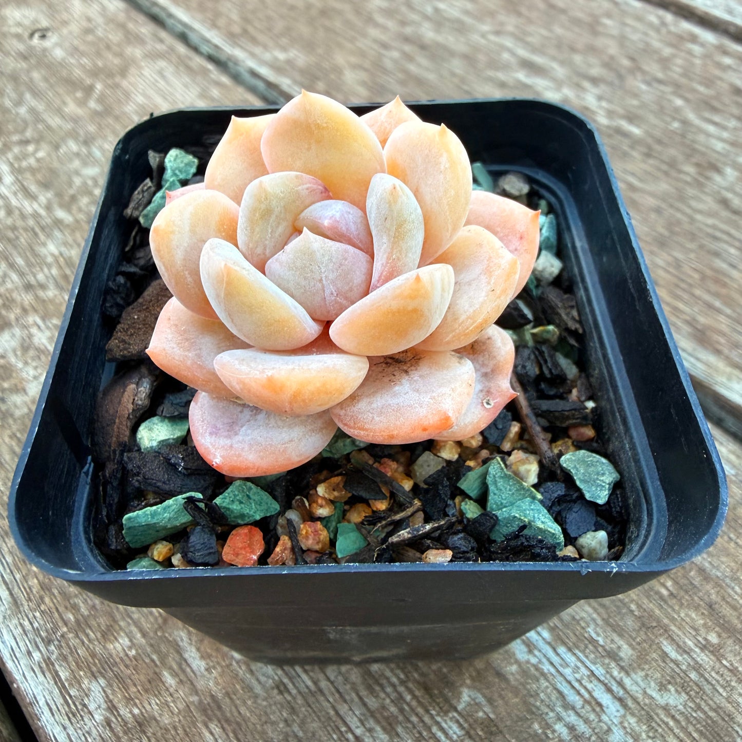 1205 Echeveria 'Milk Tea'