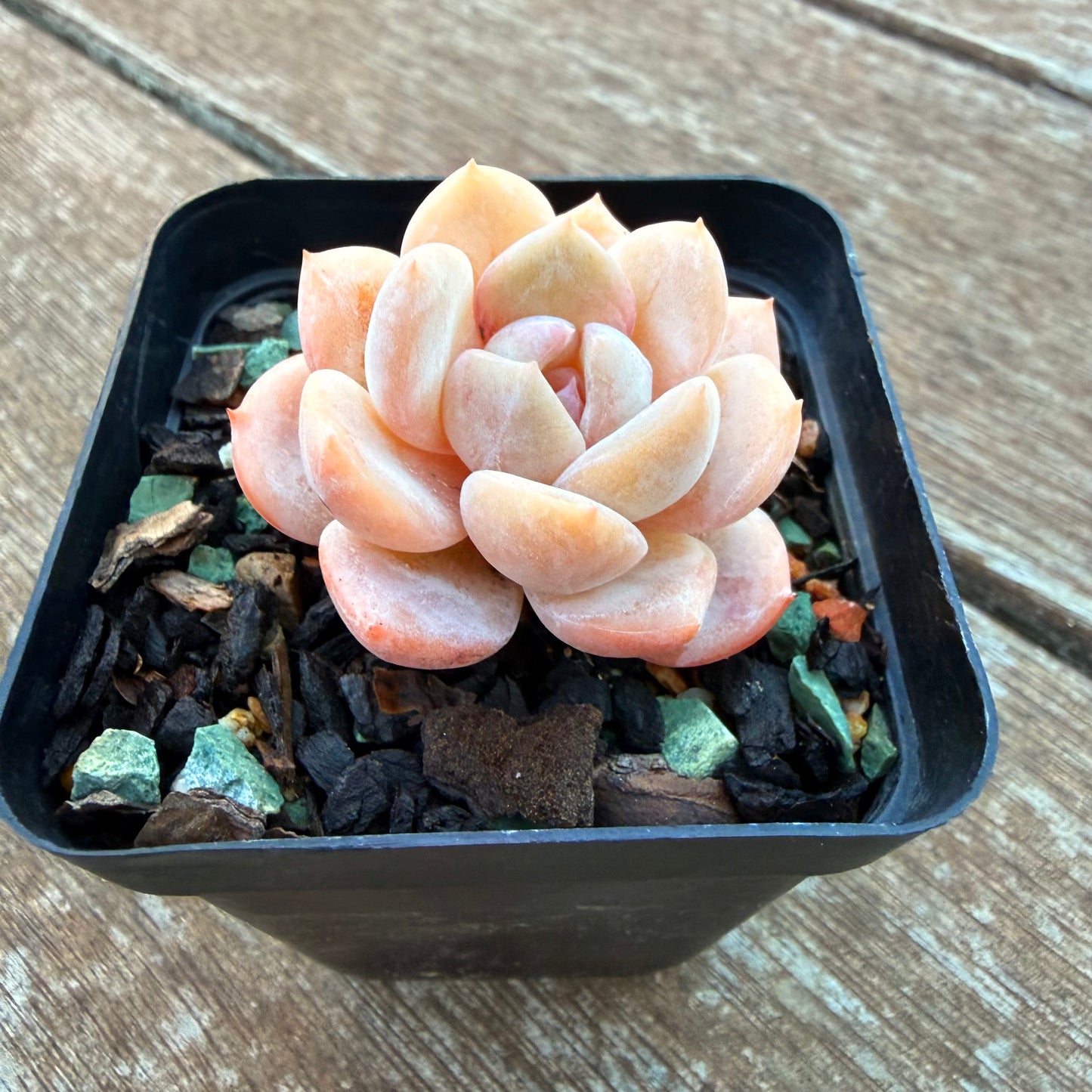 1205 Echeveria 'Milk Tea'