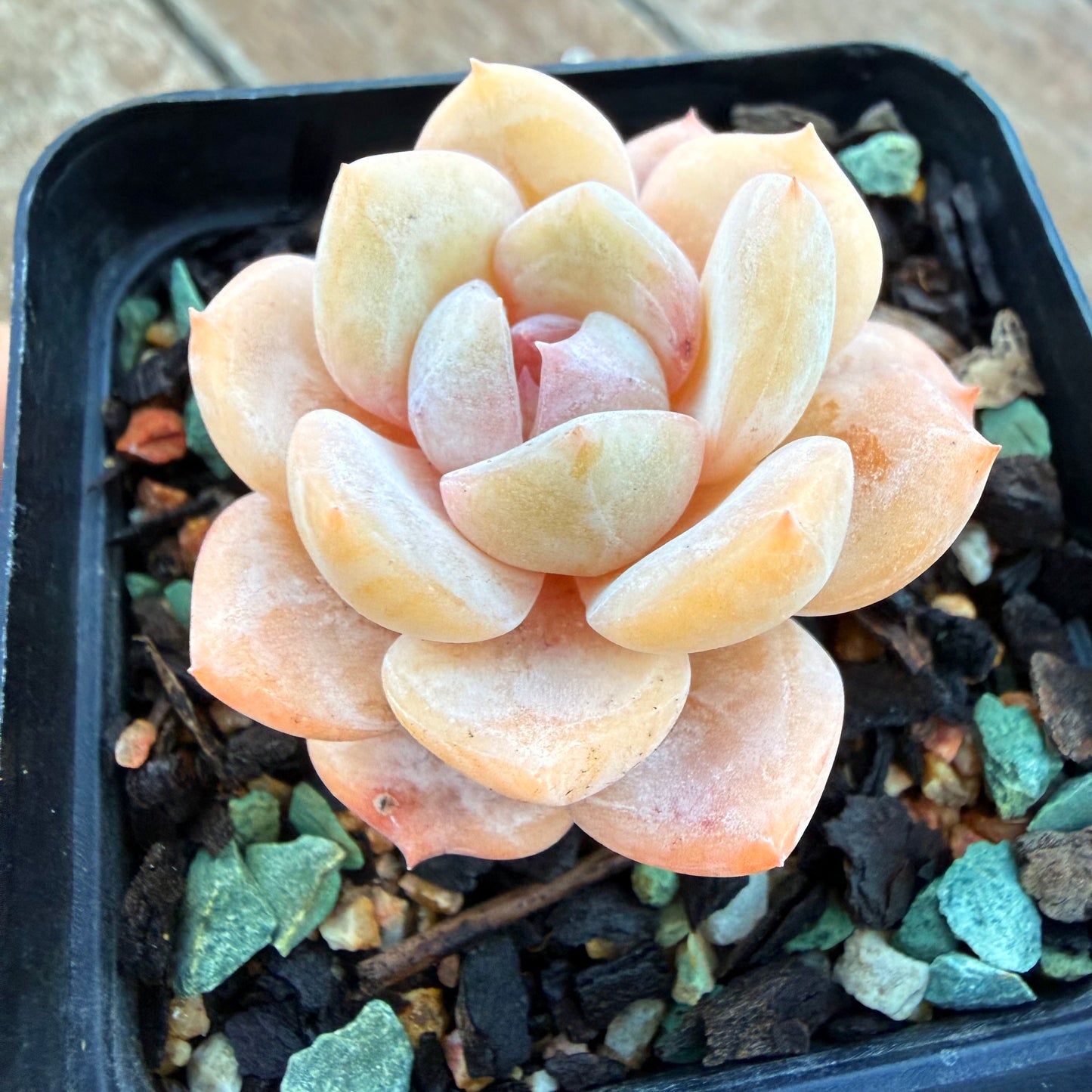 1205 Echeveria 'Milk Tea'