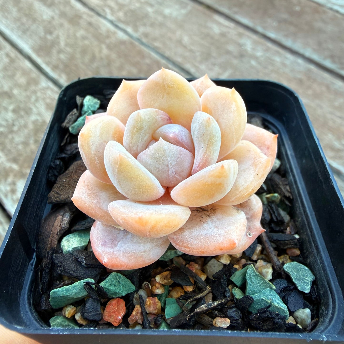 1205 Echeveria 'Milk Tea'