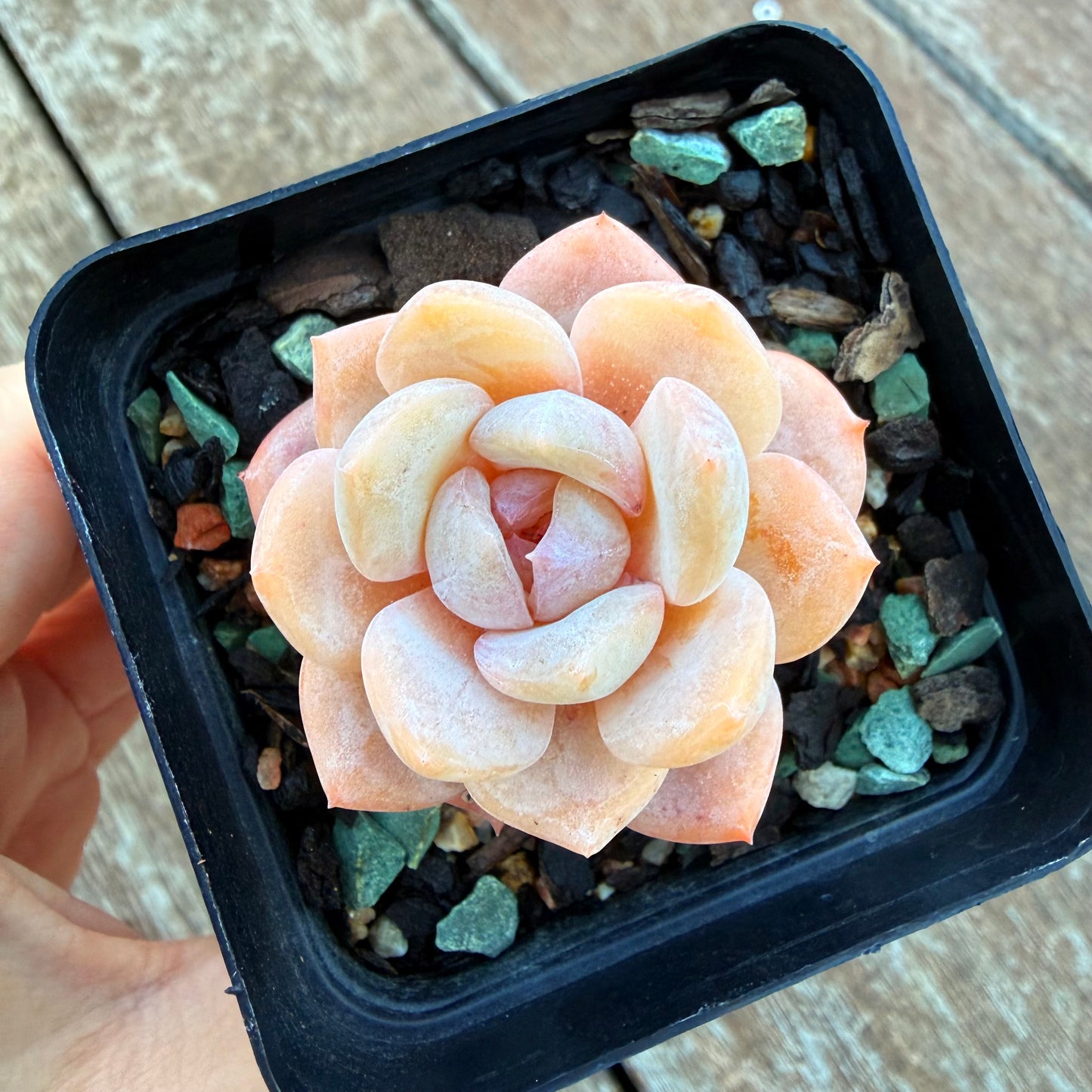 1205 Echeveria 'Milk Tea'