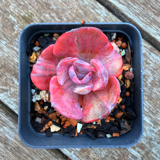 1205 Echeveria Beyonce Variegated 'West Rainbow'