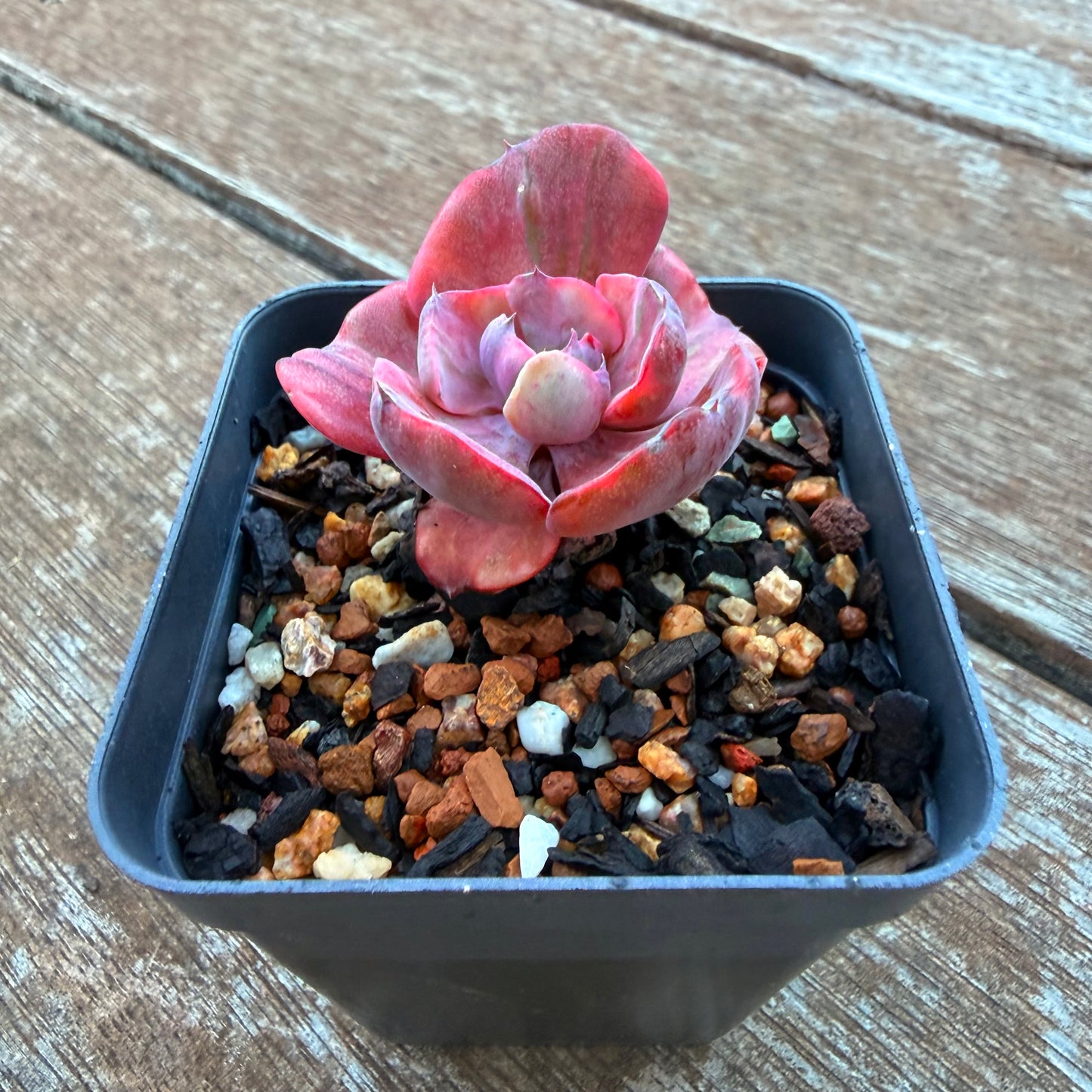 1205 碧昂斯锦