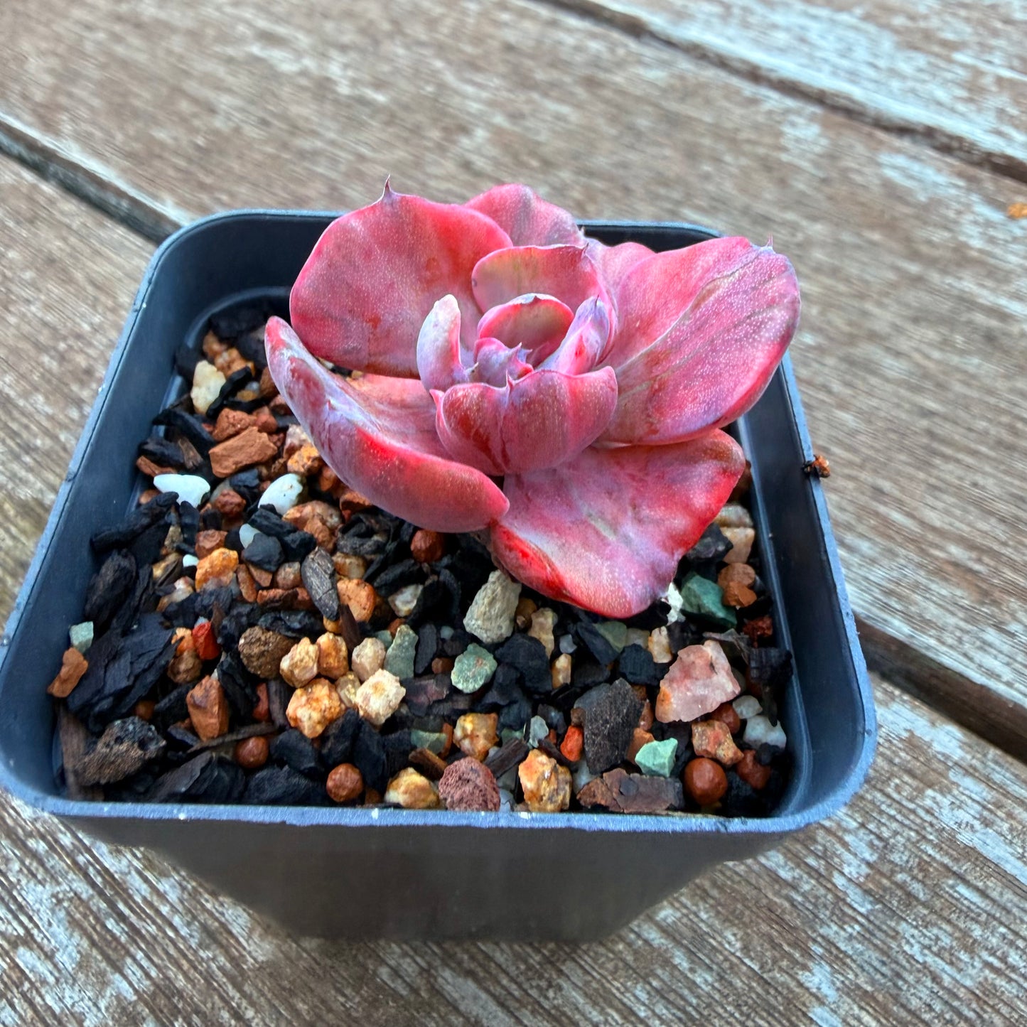 1205 碧昂斯锦
