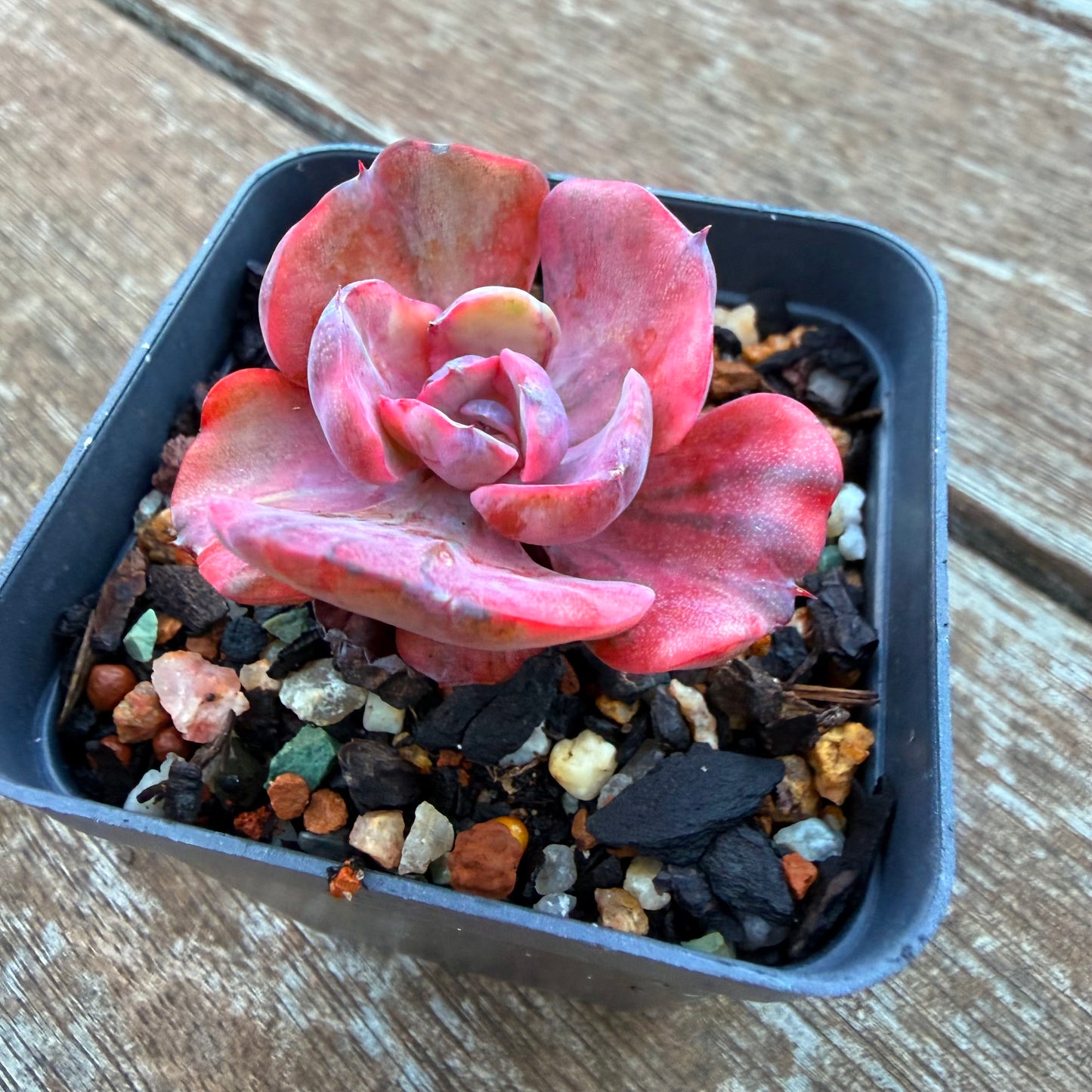 1205 碧昂斯锦