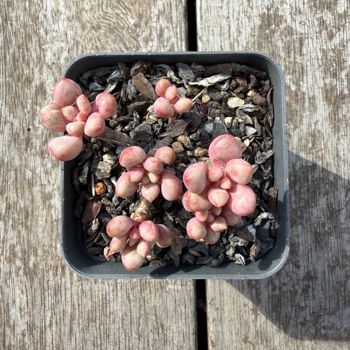 0505 圆叶先锋派