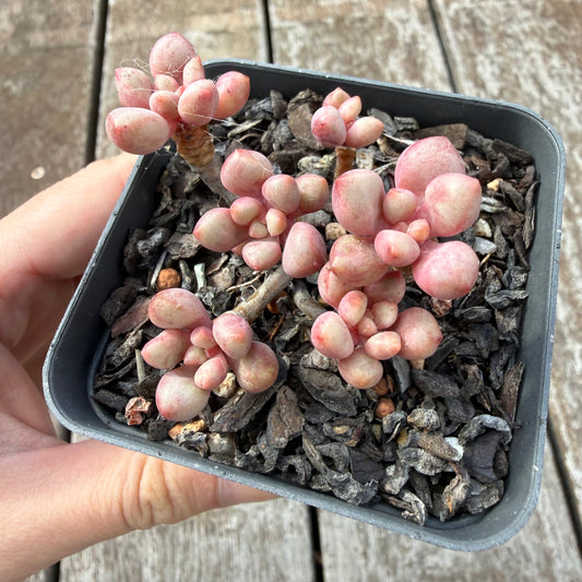 0505 Graptoveria Avant Garde (Round Leaf Form)